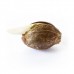 Royal Dwarf Auto - Royal Queen Seeds